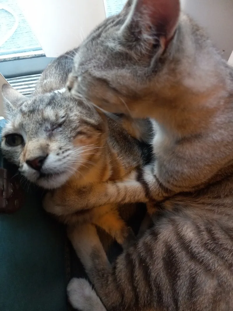 Kiba And Juni  thumbnail 3