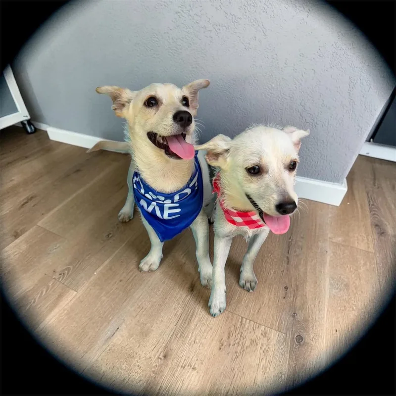 A young small-sized female Chihuahua dog named Cowgirl for adoption in New Baltimore, MI