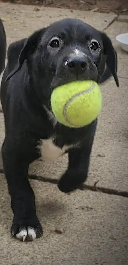 A baby large-sized male Black Labrador Retriever dog named Miggs for adoption in New Albany, OH