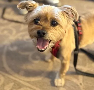 A senior small-sized male Golden Yorkshire Terrier dog named Smokey for adoption in Lafayette, CA