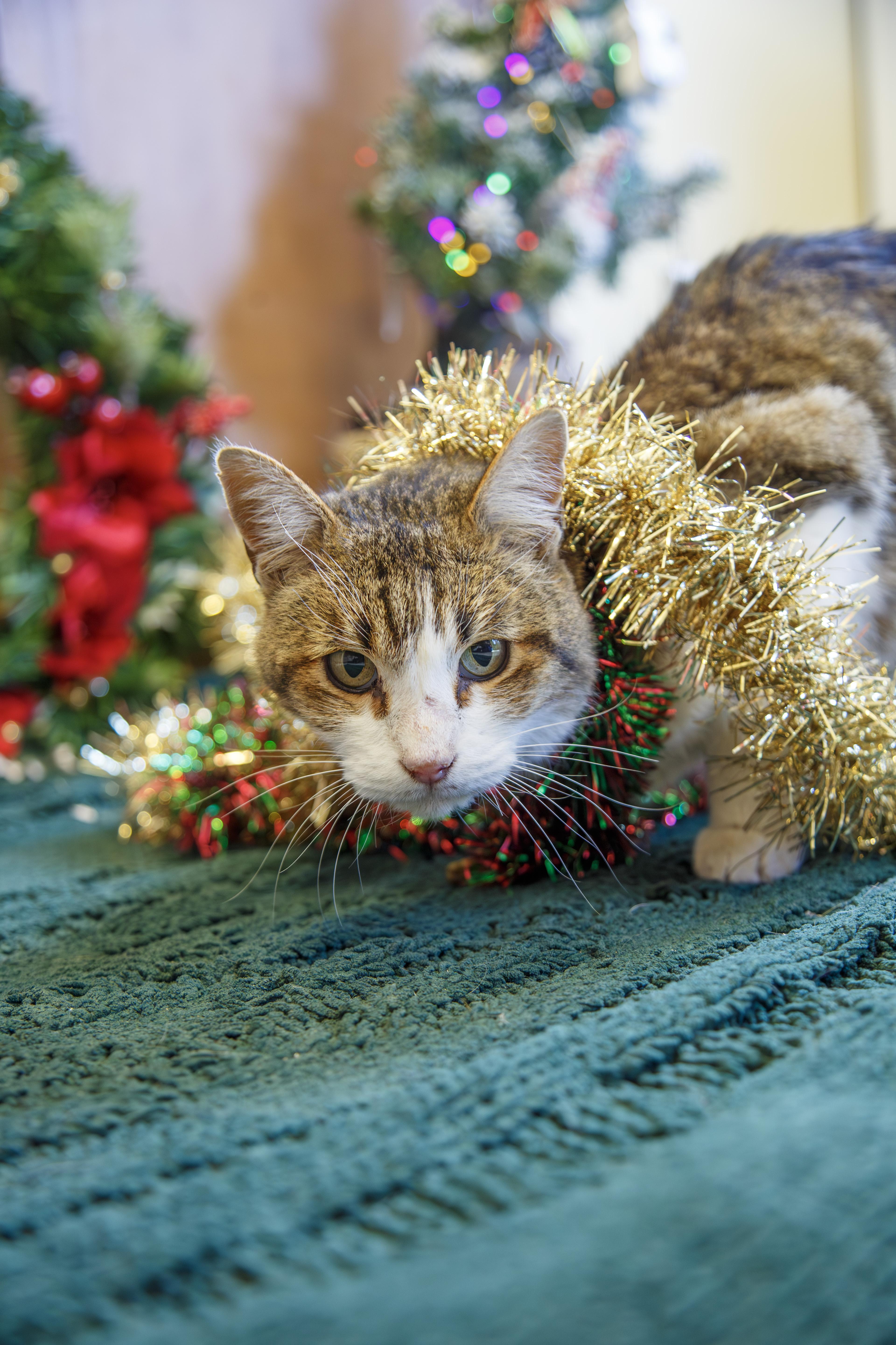 An adult medium-sized male Tabby (Brown / Chocolate) Domestic Short Hair cat named Big Boy for adoption in Gunnison, CO