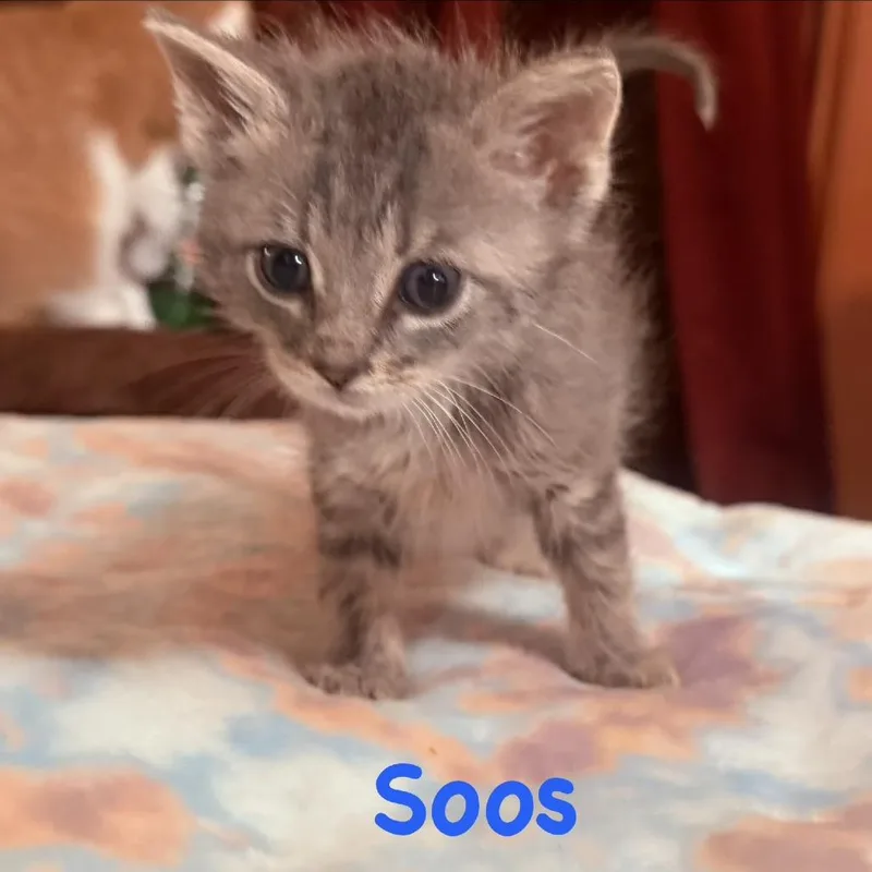 A baby small-sized male Gray / Blue / Silver Domestic Short Hair cat named Soos for adoption in Richmond, IN