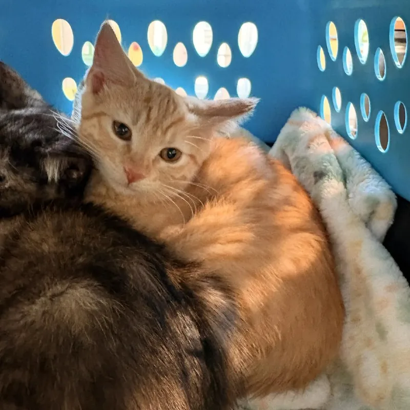 A baby small-sized female Orange / Red Domestic Short Hair cat named Lemon for adoption in Lynchburg, VA
