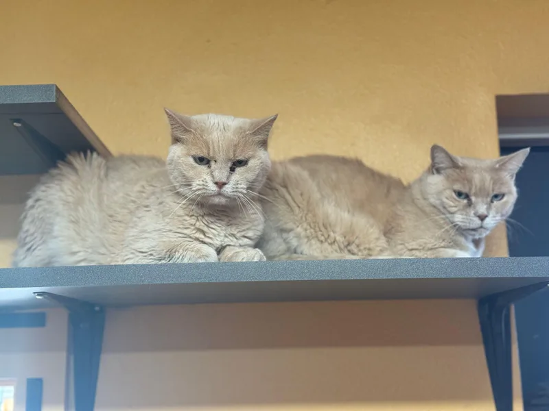 Buttermilk  Bonded thumbnail 2
