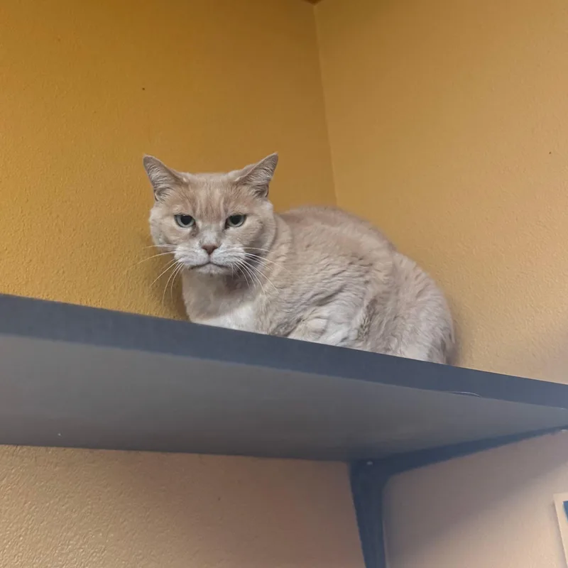 Buttermilk  Bonded thumbnail 3