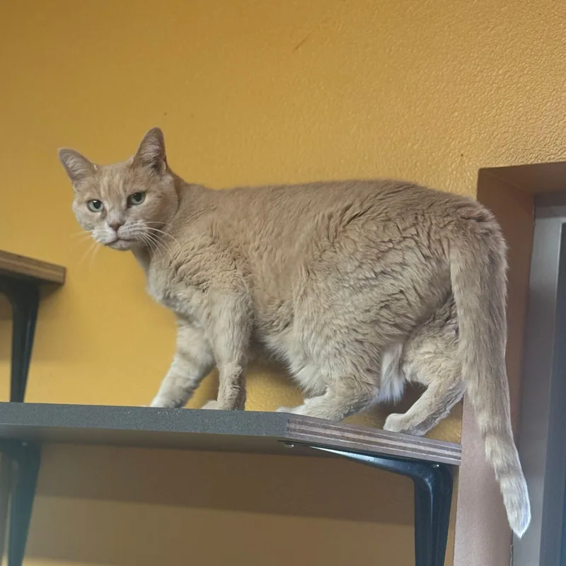 Buttermilk  Bonded thumbnail 4