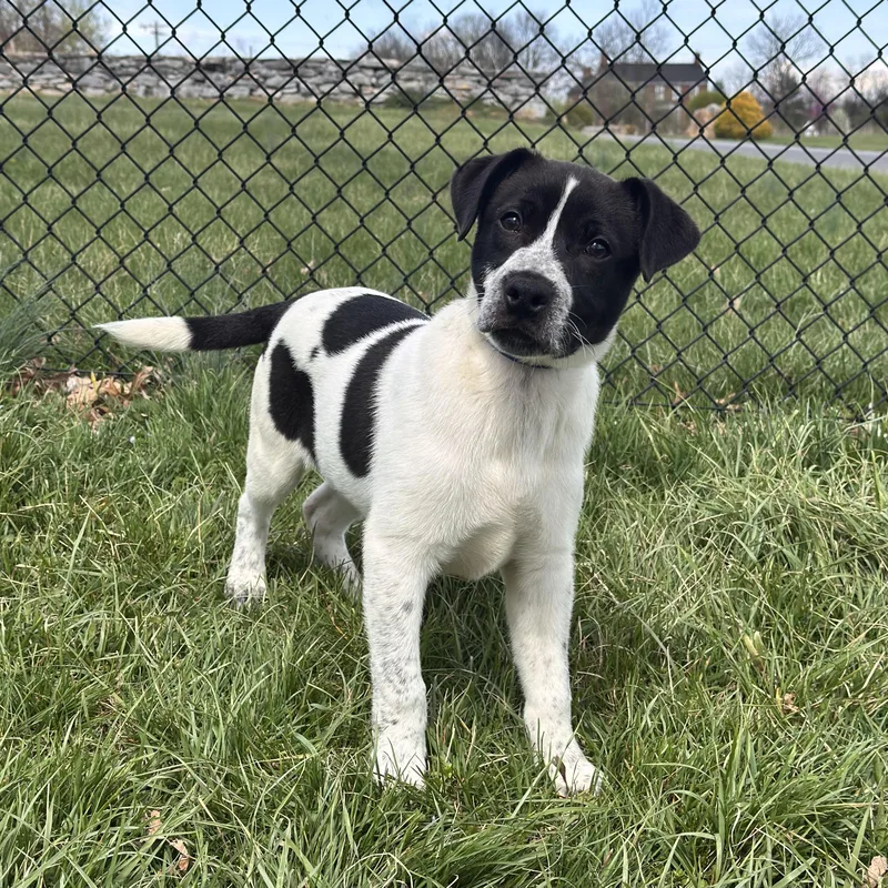 A young medium-sized male Black Labrador Retriever dog named Henry for adoption in Kearneysville, WV