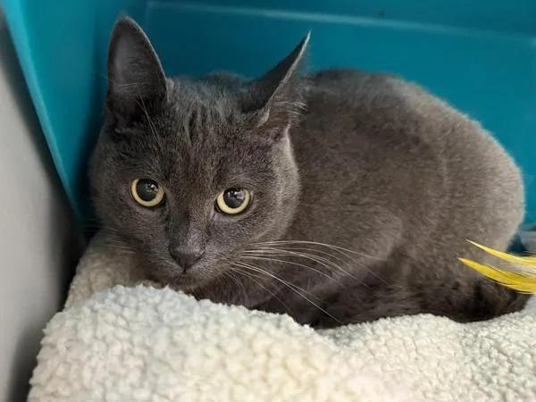 An adult medium-sized female Domestic Short Hair cat named Dora for adoption in New York, NY