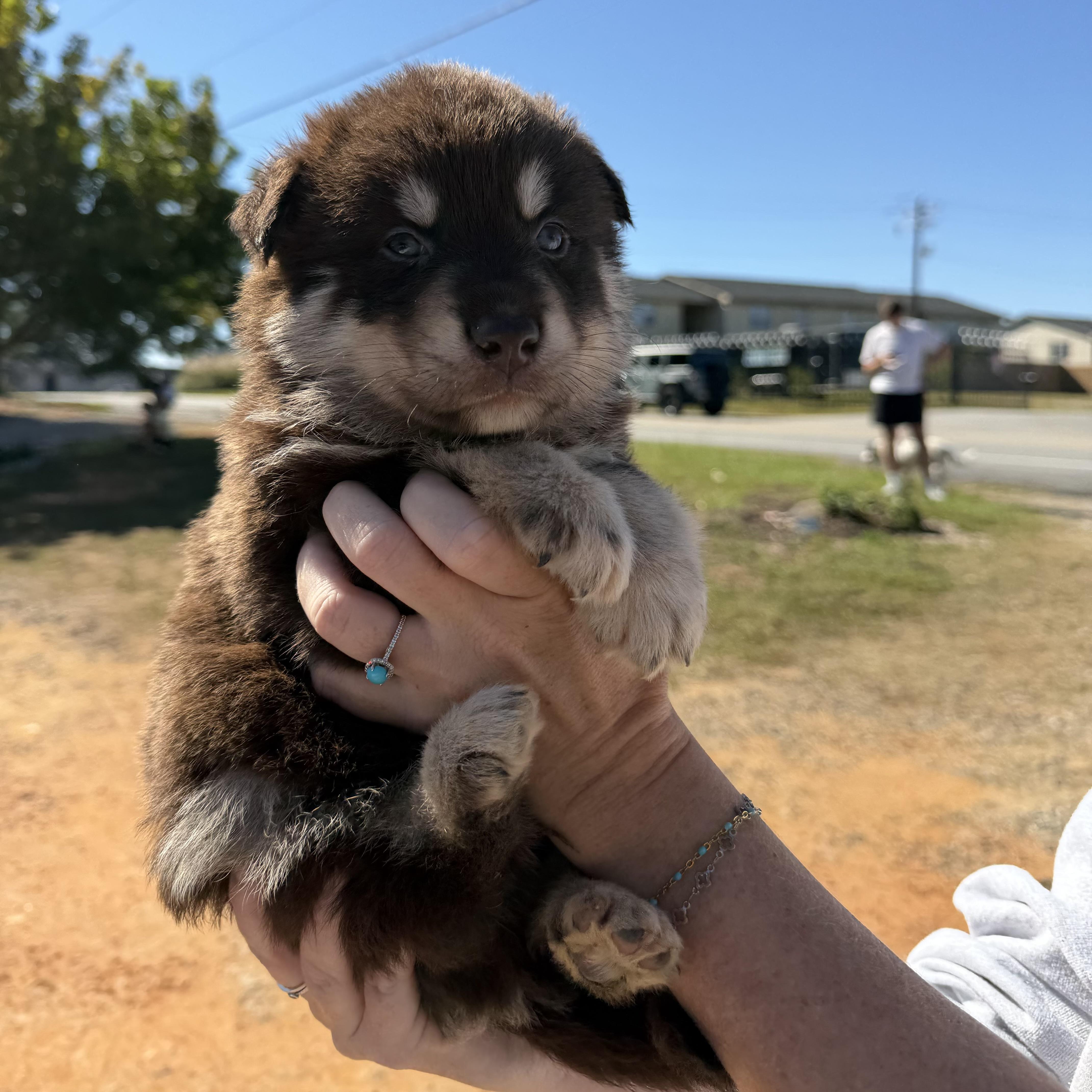 A baby medium-sized male Brown / Chocolate German Shepherd Dog dog named Mustang for adoption in Columbia, SC