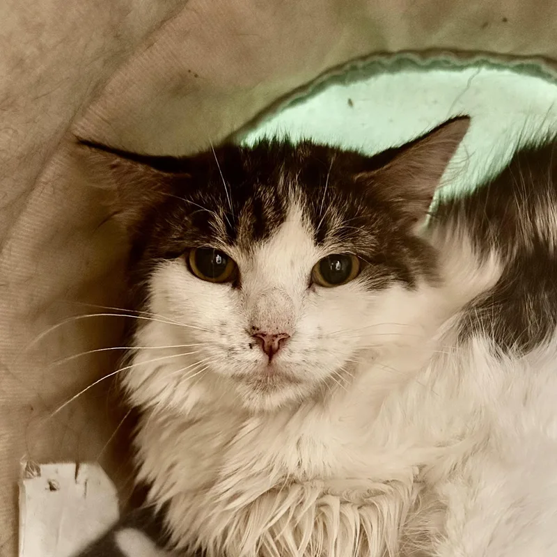 A baby medium-sized female Gray & White Domestic Long Hair cat named Macy for adoption in Grand Rapids, MI
