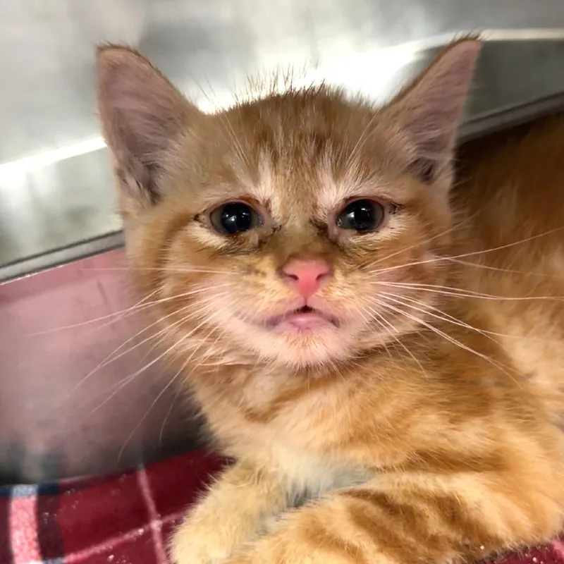 A baby small-sized male Orange / Red Domestic Short Hair cat named Sewer Mo for adoption in Henderson, KY
