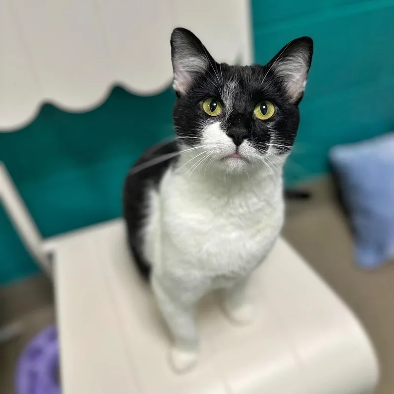 An adult large-sized male Black Domestic Short Hair cat named Trucker for adoption in Fredericksburg, VA