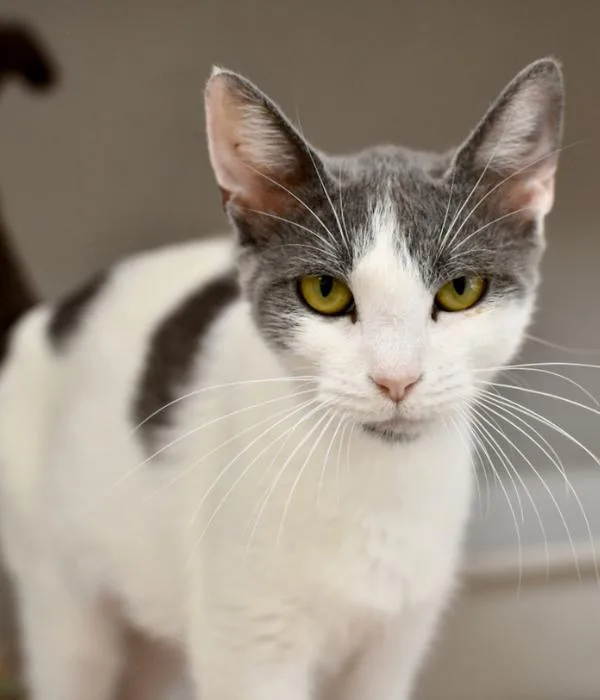 An adult medium-sized female Gray / Blue / Silver Domestic Short Hair cat named Bettie for adoption in Marietta, GA