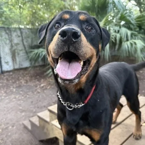 A senior large-sized male Rottweiler dog named Ron Jon for adoption in Charleston, SC