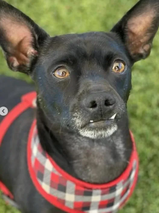 A young small-sized male Black Chihuahua dog named Prince for adoption in TEMECULA, CA