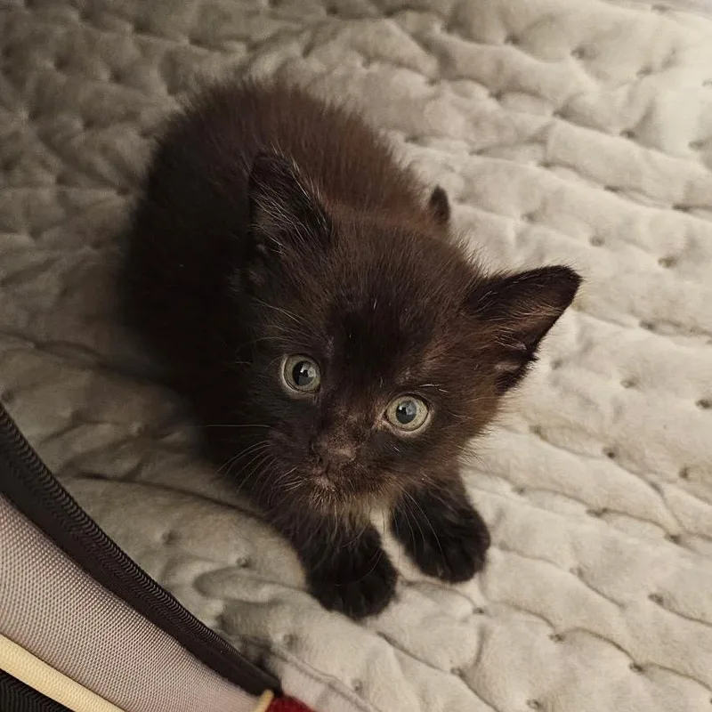 A baby medium-sized female Black Domestic Short Hair cat named Uno for adoption in Columbia, MO