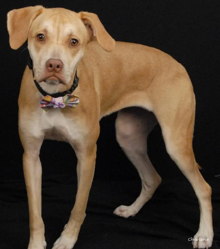 A young medium-sized female Yellow / Tan / Blond / Fawn Yellow Labrador Retriever dog named Tovie for adoption in Newland, NC