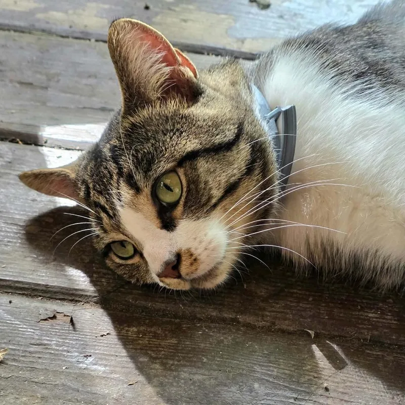 An adult large-sized male Domestic Short Hair cat named Pistachio for adoption in Huntington, WV