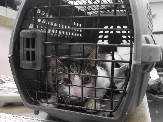 A young medium-sized male Domestic Short Hair cat named Evan for adoption in Omaha, NE