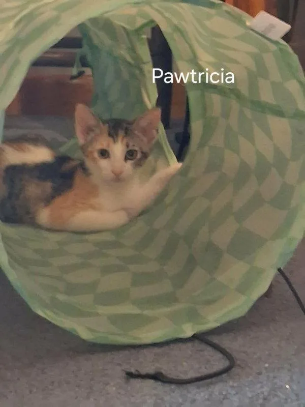 Pawtricia thumbnail 2