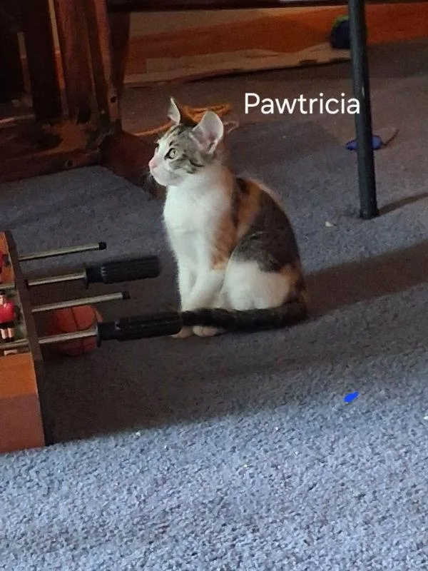 Pawtricia thumbnail 3
