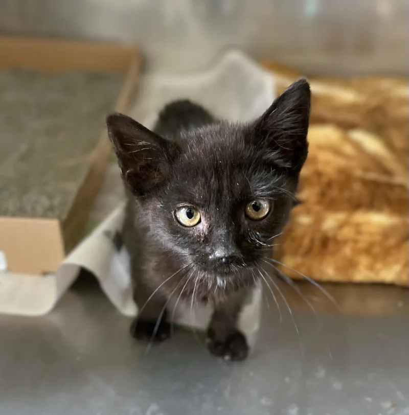 A baby medium-sized male Black Domestic Short Hair cat named Guy for adoption in Seville, OH