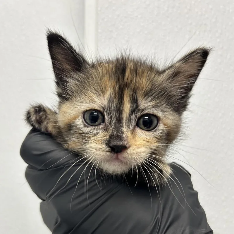A baby small-sized female Tortoiseshell Domestic Short Hair cat named Jenna for adoption in Abilene, TX