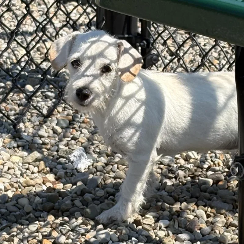 A baby small-sized female White / Cream Terrier dog named Elsie for adoption in Springboro, OH