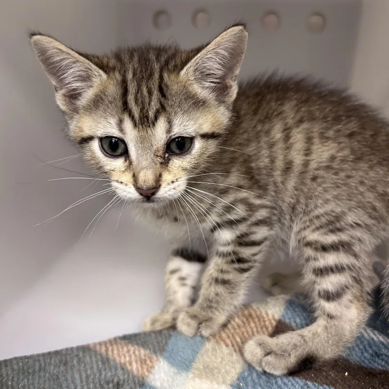 A baby small-sized male Brown / Chocolate Domestic Short Hair cat named Trevor for adoption in Bastrop, TX