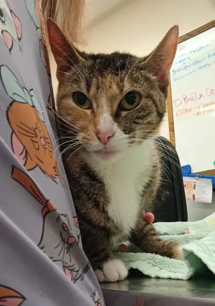 An adult medium-sized female Domestic Short Hair cat named Trinity for adoption in Palm Coast, FL