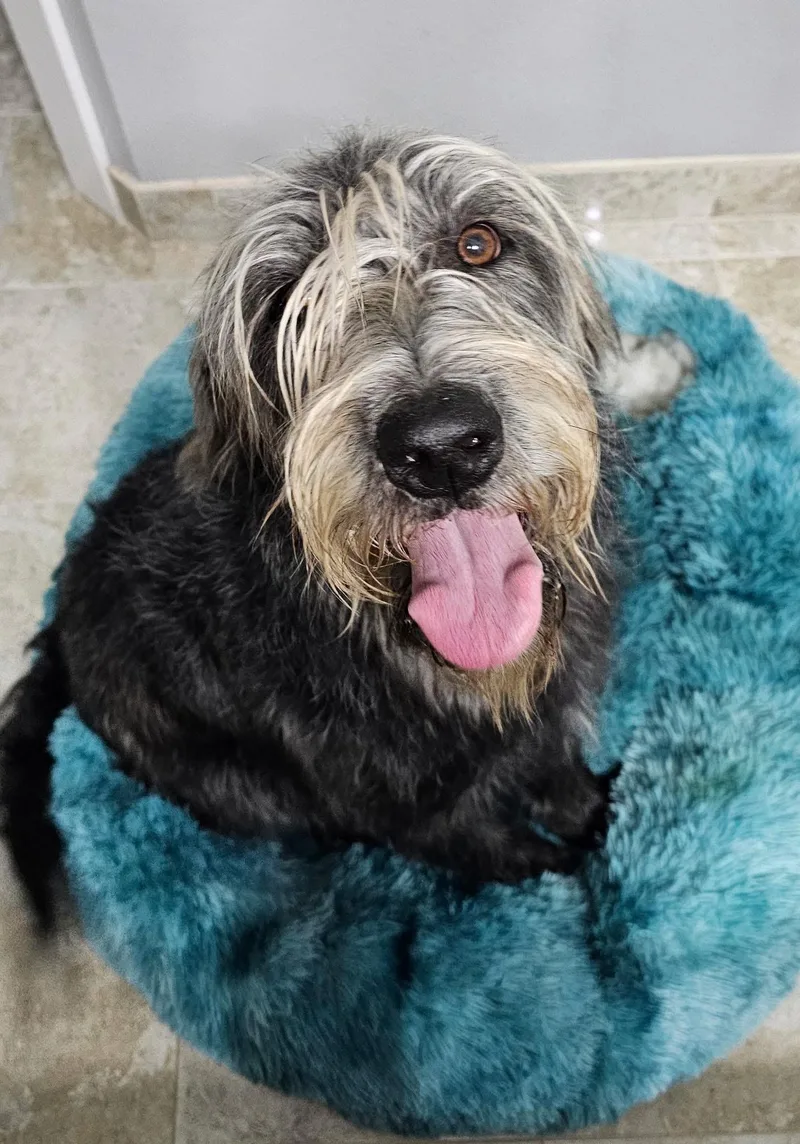 An adult medium-sized female Labradoodle dog named Tizzy for adoption in Rockwall, TX