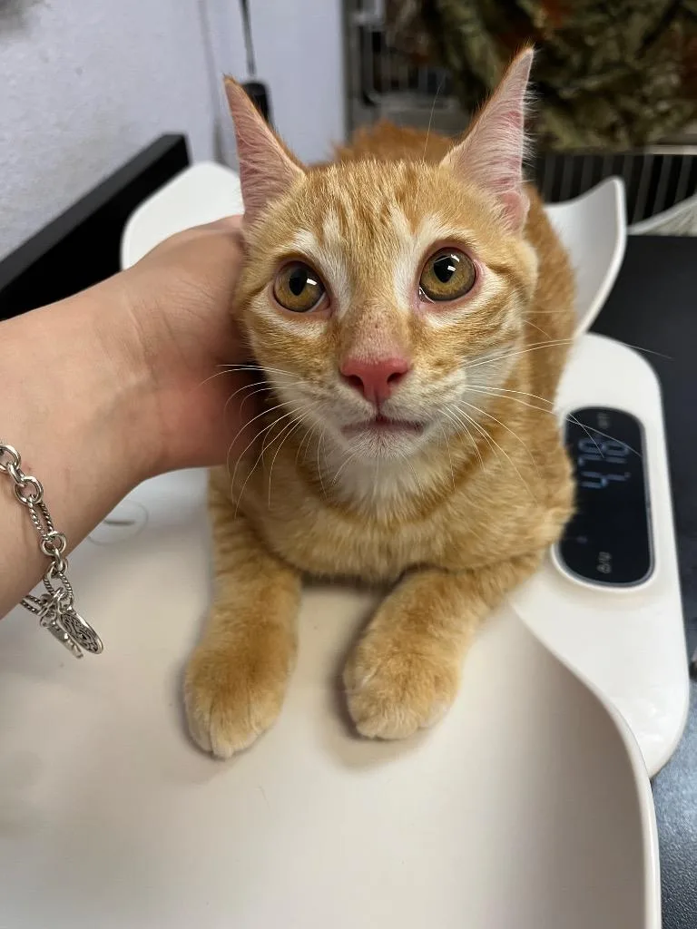 A baby medium-sized male Domestic Short Hair cat named Simon for adoption in New Braunfels, TX