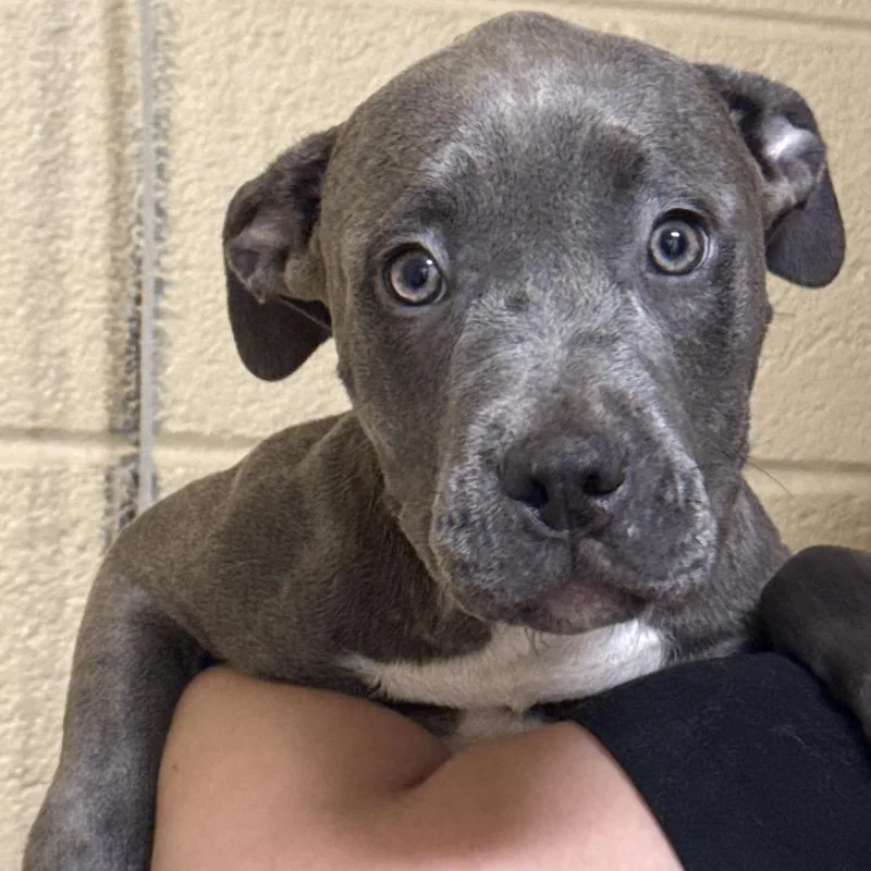 A baby medium-sized female Yellow / Tan / Blond / Fawn Pit Bull Terrier dog named Sana for adoption in Waldorf, MD