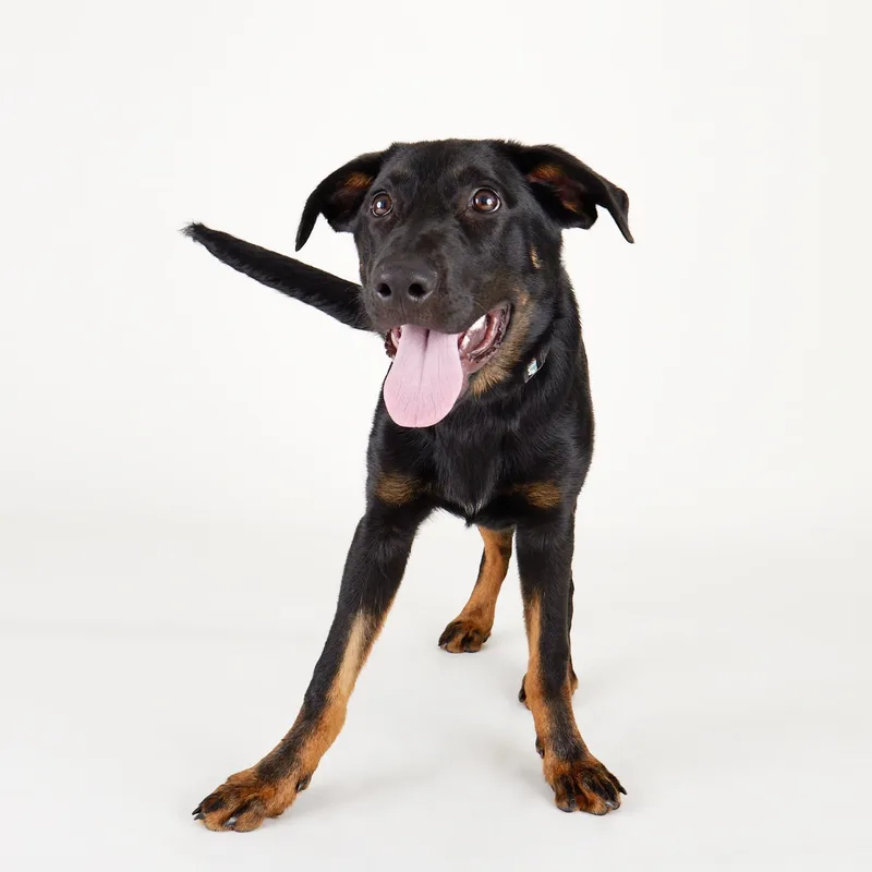 Orion  Playful  thumbnail 3