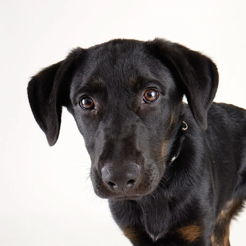 Orion  Playful  thumbnail 4