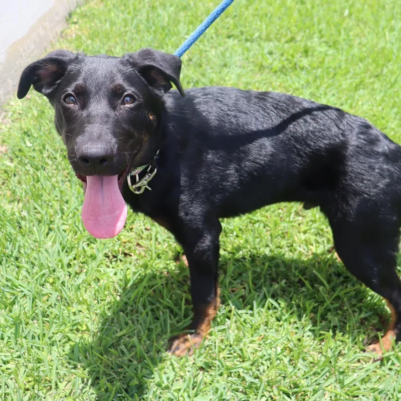 Orion  Playful  thumbnail 5