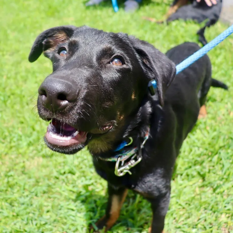 Orion  Playful  thumbnail 6