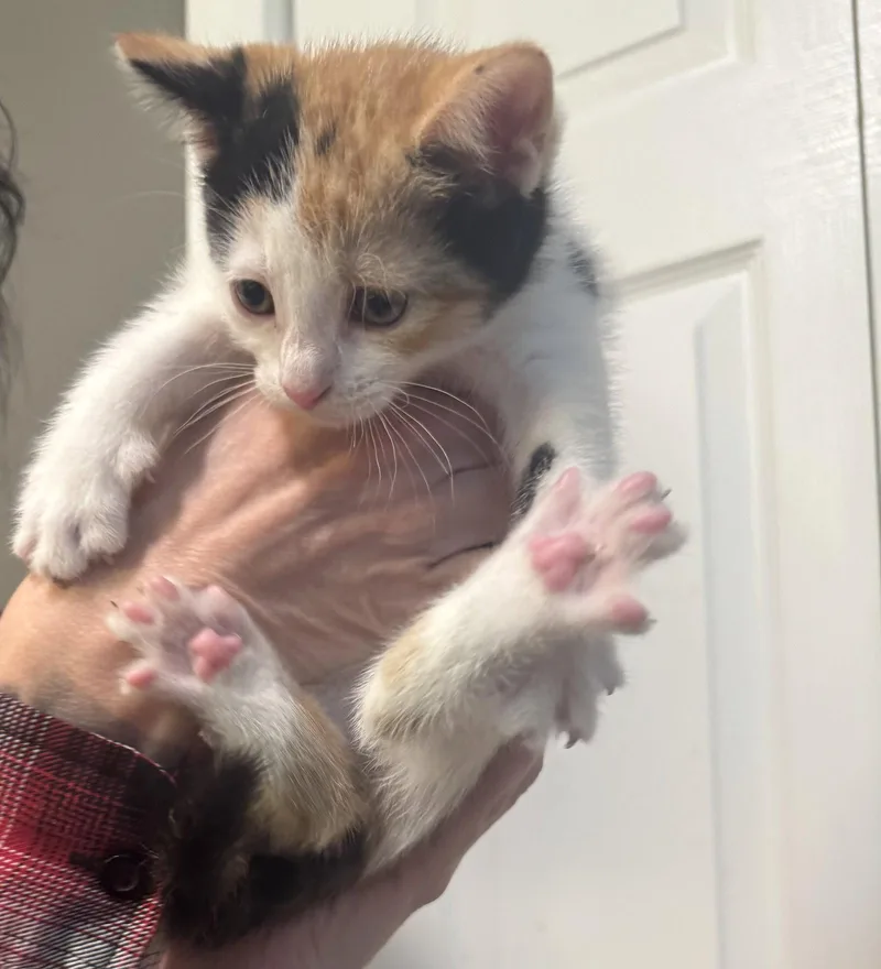 A baby large-sized female Calico cat named Rosetta for adoption in Ringwood, NJ