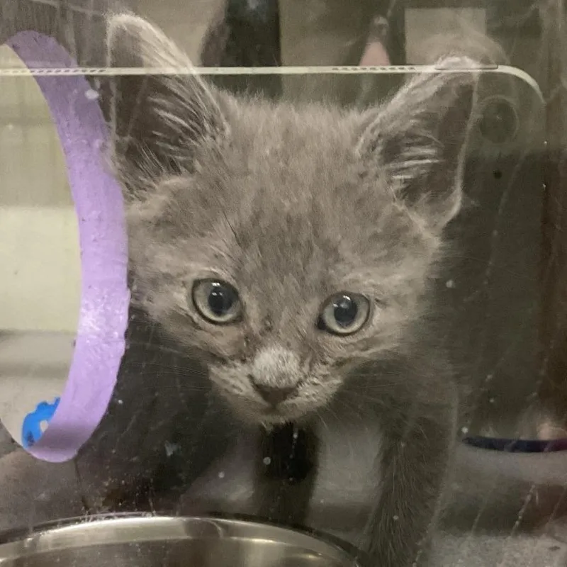 A baby small-sized female Gray / Blue / Silver Domestic Short Hair cat named Miley for adoption in Colorado Springs, CO