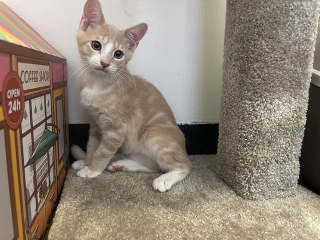 A baby small-sized male Domestic Short Hair cat named Bagel for adoption in Santa Clara, CA