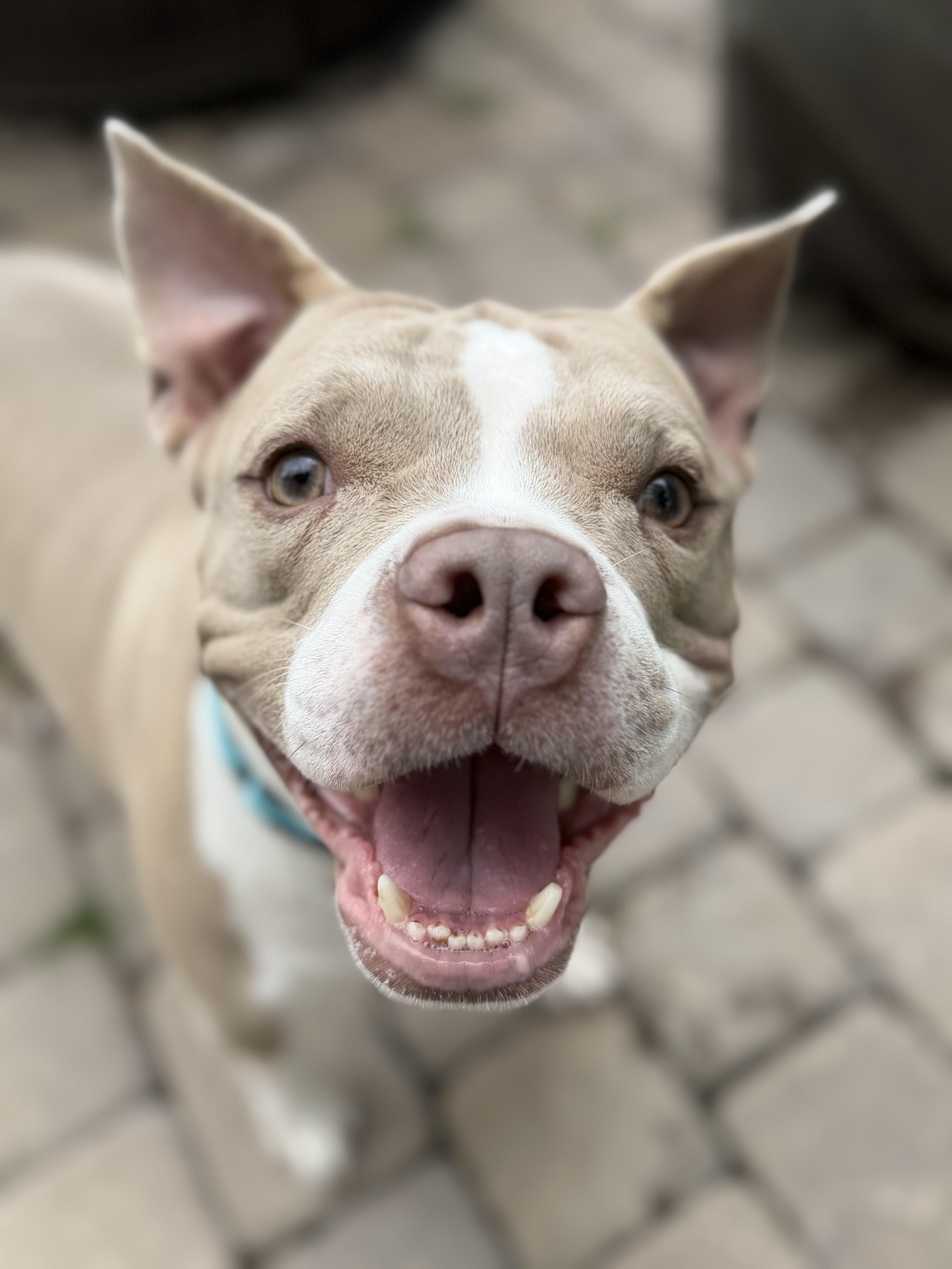 An adult large-sized female Pit Bull Terrier dog named Lucy Diamond for adoption in Raytown, MO