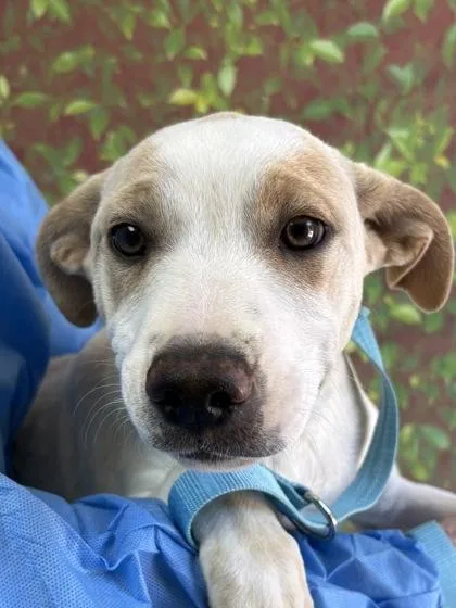 A young small-sized male Labrador Retriever dog named Cadbury for adoption in San Antonio, TX