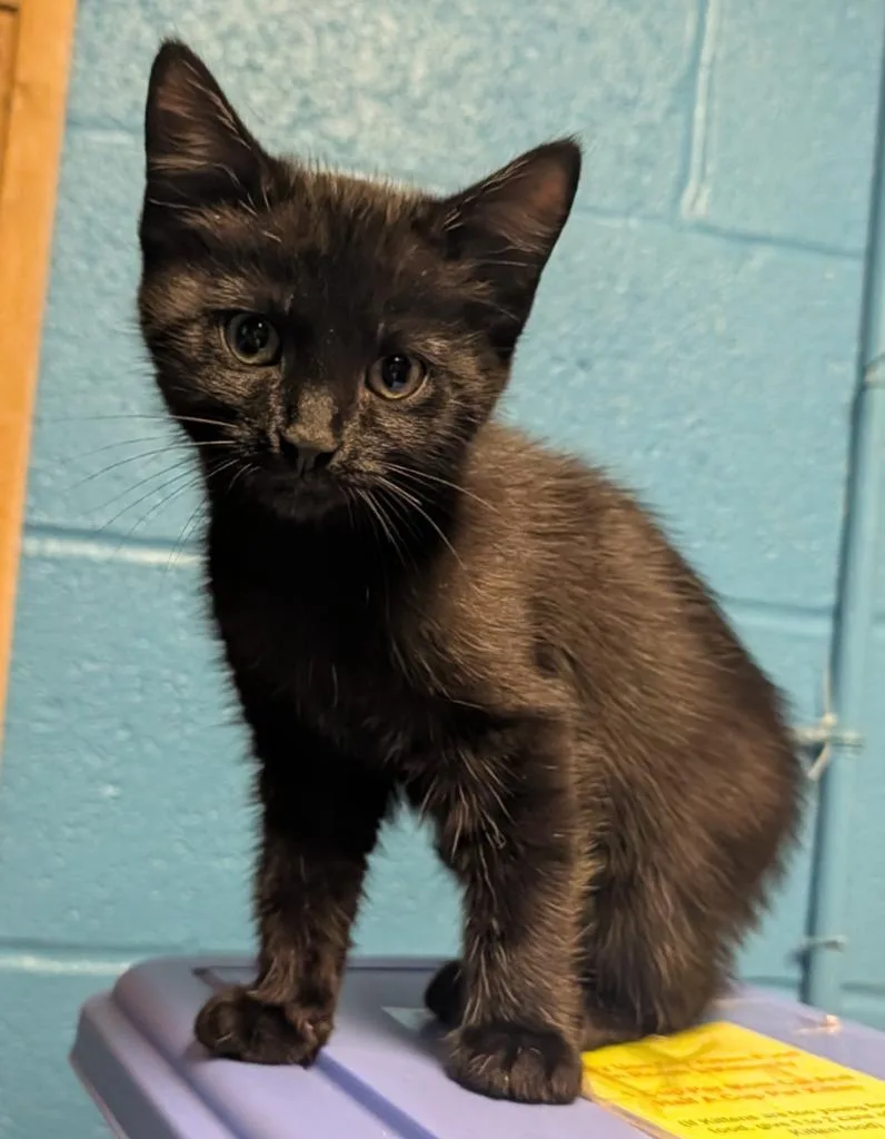 A baby small-sized male Domestic Short Hair cat named Houdini for adoption in Ellijay, GA