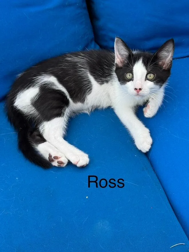 A baby small-sized male Black & White / Tuxedo Domestic Short Hair cat named Ross for adoption in Wellington, FL
