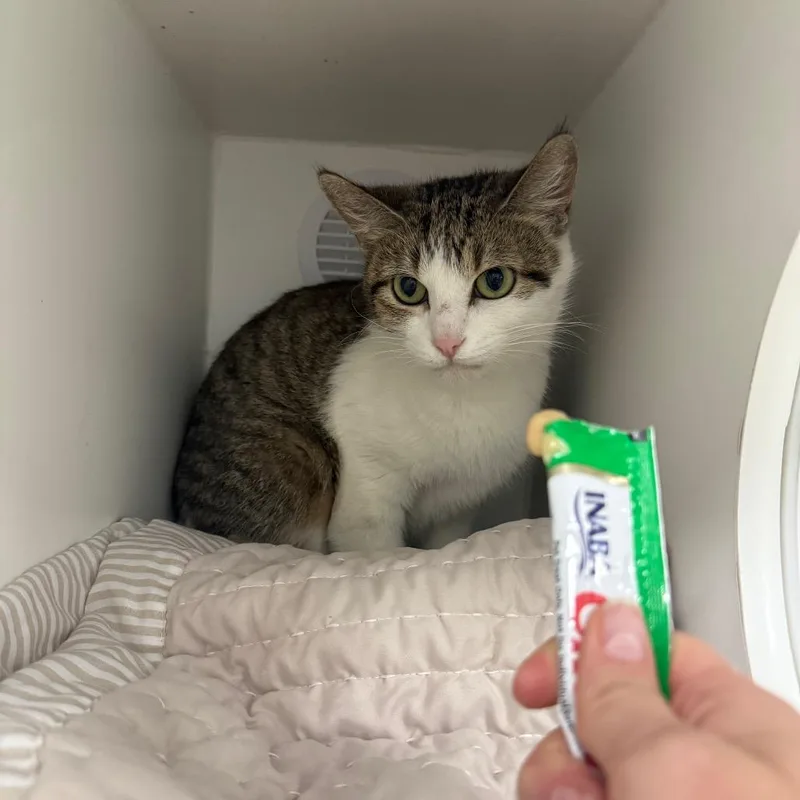 A young medium-sized female Brown / Chocolate Domestic Short Hair cat named String Bean for adoption in Chaska, MN