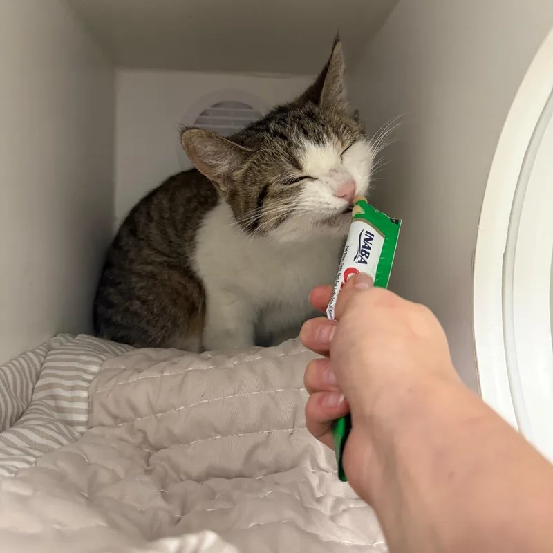 String Bean thumbnail 6