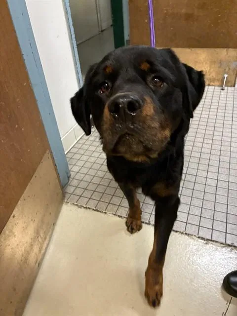Hugo