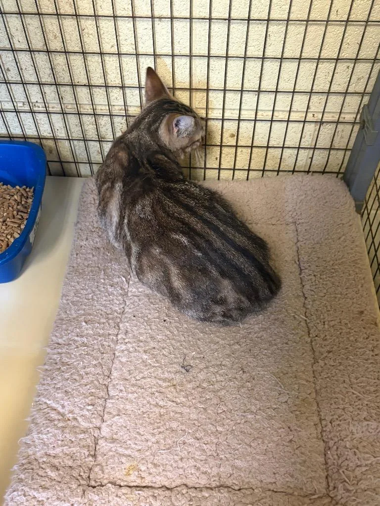 An adult medium-sized female Domestic Short Hair cat named Fawn for adoption in Crossville, TN