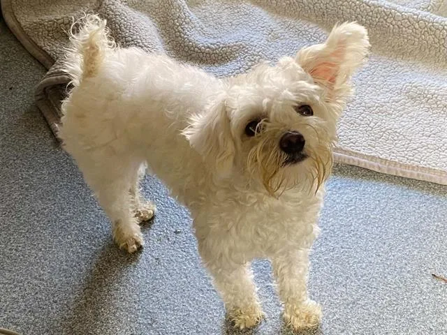 A young small-sized male Maltese dog named Mario for adoption in Tustin, CA