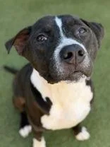 An adult medium-sized male Pit Bull Terrier dog named Rebel for adoption in Denton, TX